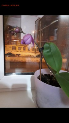 делает - прямо сейчас !!! - Screenshot_20190130-205540_Gallery