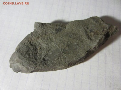 Окаменелая флора Палеозоя, окончание 10.02.2019 22:00 мск - IMG_5952.JPG