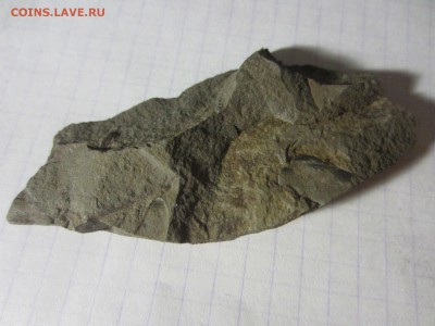 Окаменелая флора Палеозоя, окончание 10.02.2019 22:00 мск - IMG_5954.JPG