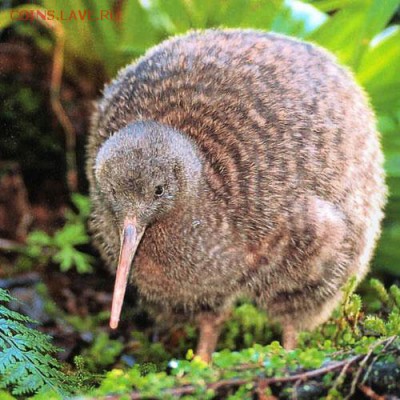 делает - прямо сейчас !!! - kiwi-2