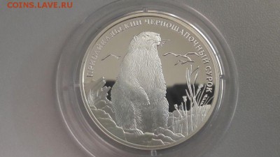 2р 2008г Сурок- пруф серебро Ag925, до 26.02 - Y Сурок-1