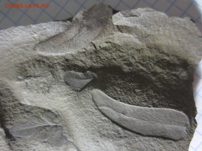 Окаменелая флора Палеозоя, окончание 27.02.2019 22:00 мск - IMG_8003.JPG