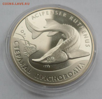 2 гривны 2012 г. "Стердядь пресноводная" - SAM_0452.JPG
