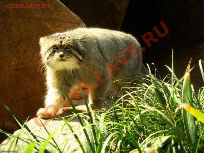 1 рубль 2004 Амурский лесной кот до 15.06.2011 в 20-00 Мск - манул