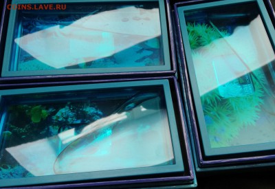 Рыба Шара, рыба хирург, рыба Грамма Ниуэ 2013 год цена 5100 - IMG_20190307_124957