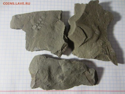 Окаменелая флора Палеозоя, окончание 12.03.2019 22:00 мск - IMG_7988.JPG