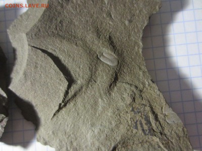 Окаменелая флора Палеозоя, окончание 12.03.2019 22:00 мск - IMG_7990.JPG