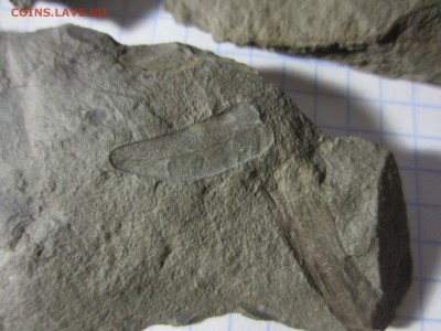 Окаменелая флора Палеозоя, окончание 12.03.2019 22:00 мск - IMG_7991.JPG