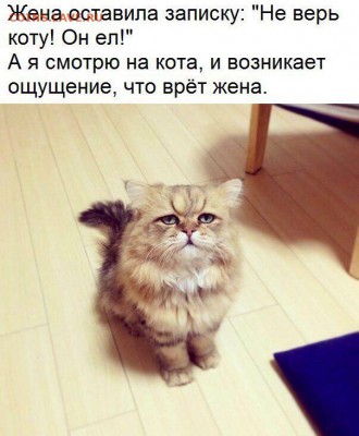 юмор - C8GQLG8ofHI