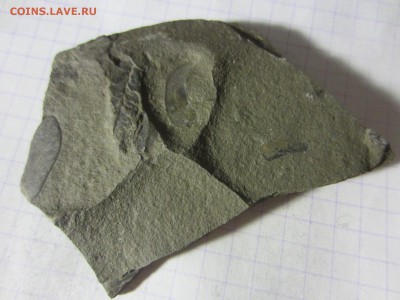 Окаменелая флора Палеозоя (2), до 27.03.2019. 22.00 мск - IMG_0075.JPG