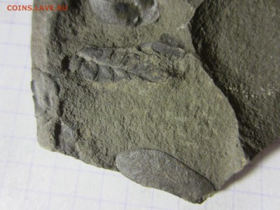 Окаменелая флора Палеозоя (2), до 27.03.2019. 22.00 мск - IMG_0076.JPG