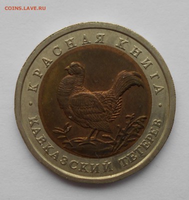 КК Кавказский интерес до 28.03 22-00 - тетерев.JPG
