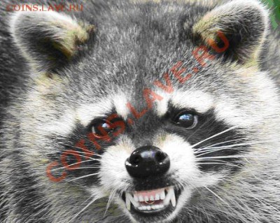 ФАНАТЫ ЕНОТОВ СОБИРАЮТСЯ ЗДЕСЬ!!! - racoon.JPG