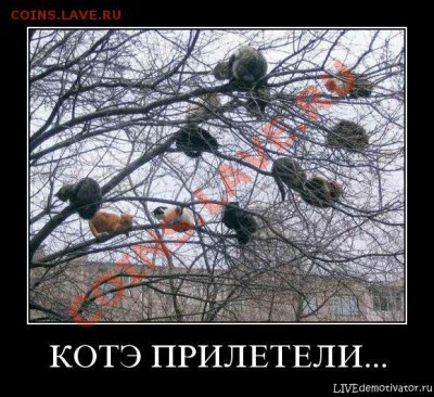 делает - прямо сейчас !!! - котэ