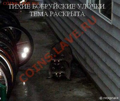ФАНАТЫ ЕНОТОВ СОБИРАЮТСЯ ЗДЕСЬ!!! - Бобруйские улочки
