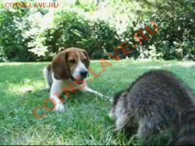 ФАНАТЫ ЕНОТОВ СОБИРАЮТСЯ ЗДЕСЬ!!! - 0coonvsdog422