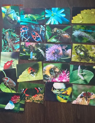 СССР 1980 ПК  насекомые 20шт - WP_20190327_13_18_29_Pro