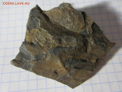 Окаменелая флора Палеозоя (1), до 03.04.2019. 22.00 мск - IMG_0572.JPG