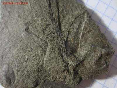 Окаменелая флора Палеозоя (2), до 03.04.2019. 22.00 мск - IMG_0574.JPG