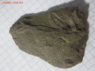 Окаменелая флора Палеозоя (2), до 03.04.2019. 22.00 мск - IMG_0573.JPG