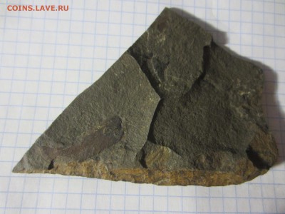 Окаменелая флора Палеозоя (4), до 03.04.2019. 22.00 мск - IMG_0582.JPG