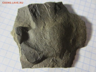 Окаменелая флора Палеозоя (5), до 03.04.2019. 22.00 мск - IMG_0585.JPG