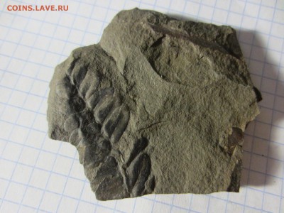 Окаменелая флора Палеозоя (5), до 03.04.2019. 22.00 мск - IMG_0583.JPG