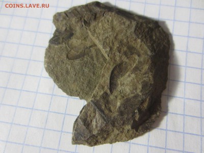 Окаменелая флора Палеозоя (1), до 17.04.2019. 22.00 мск - IMG_0557.JPG