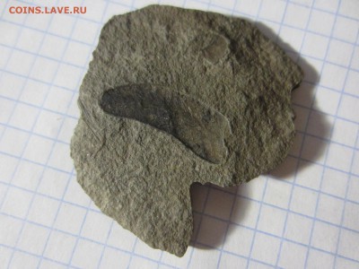 Окаменелая флора Палеозоя (1), до 17.04.2019. 22.00 мск - IMG_0555.JPG