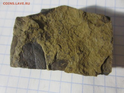 Окаменелая флора Палеозоя (2), до 17.04.2019. 22.00 мск - IMG_0560.JPG
