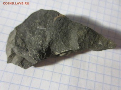 Окаменелая флора Палеозоя (3), до 17.04.2019. 22.00 мск - IMG_0563.JPG