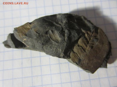 Окаменелая флора Палеозоя (3), до 17.04.2019. 22.00 мск - IMG_0561.JPG