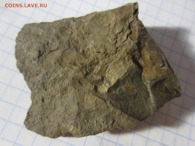 Окаменелая флора Палеозоя (4), до 17.04.2019. 22.00 мск - IMG_0566.JPG