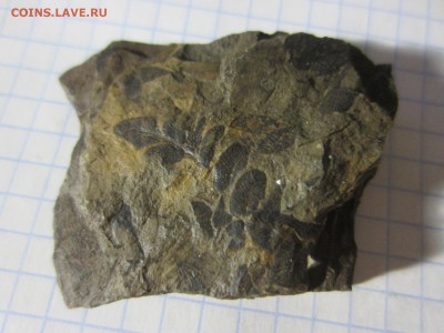 Окаменелая флора Палеозоя (4), до 17.04.2019. 22.00 мск - IMG_0564.JPG