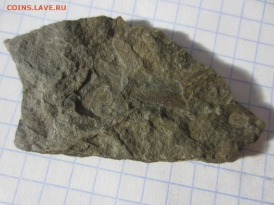 Окаменелая флора Палеозоя (5), до 17.04.2019. 22.00 мск - IMG_0569.JPG