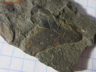Окаменелая флора Палеозоя (5), до 17.04.2019. 22.00 мск - IMG_0568.JPG