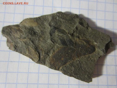 Окаменелая флора Палеозоя (5), до 17.04.2019. 22.00 мск - IMG_0567.JPG