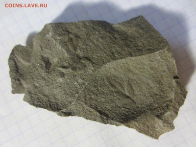 Окаменелая флора Палеозоя (1), до 27.04.2019. 22.00 мск - IMG_1644.JPG