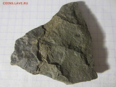 Окаменелая флора Палеозоя (2), до 27.04.2019. 22.00 мск - IMG_1649.JPG