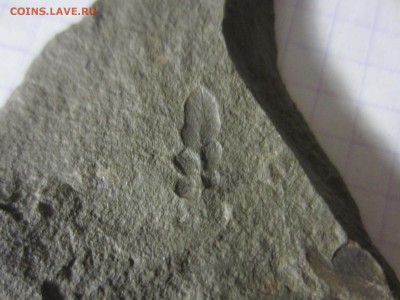 Окаменелая флора Палеозоя (2), до 27.04.2019. 22.00 мск - IMG_1648.JPG