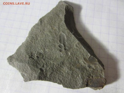 Окаменелая флора Палеозоя (2), до 27.04.2019. 22.00 мск - IMG_1647.JPG