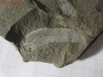 Окаменелая флора Палеозоя (3), до 27.04.2019. 22.00 мск - IMG_1651.JPG