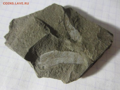 Окаменелая флора Палеозоя (3), до 27.04.2019. 22.00 мск - IMG_1650.JPG