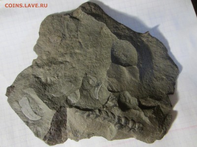 Окаменелая флора Палеозоя (5), до 27.04.2019. 22.00 мск - IMG_1656.JPG