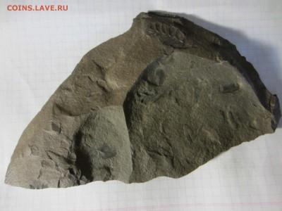 Окаменелая флора Палеозоя (6), до 27.04.2019. 22.00 мск - IMG_1661.JPG