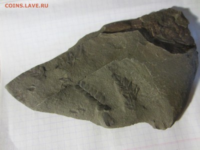 Окаменелая флора Палеозоя (6), до 27.04.2019. 22.00 мск - IMG_1659.JPG