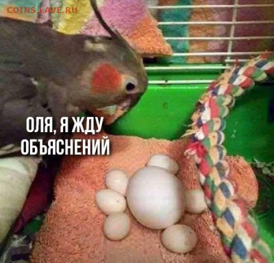 делает - прямо сейчас !!! - 2ZTlF363ldU