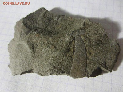 Окаменелая флора Палеозоя (1), до 17.05.2019. 22.00 мск - IMG_1646.JPG