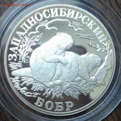 Рубль западносибирский бобр 2001. Ag900 15.55гр. - IMG_20190516_081853