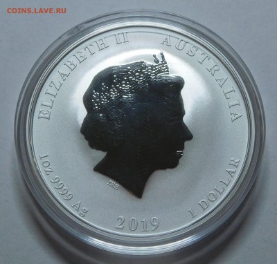1 доллар 2019 Австралия Год Свиньи до 22.05.2019  22:00 - Свинья (2).JPG